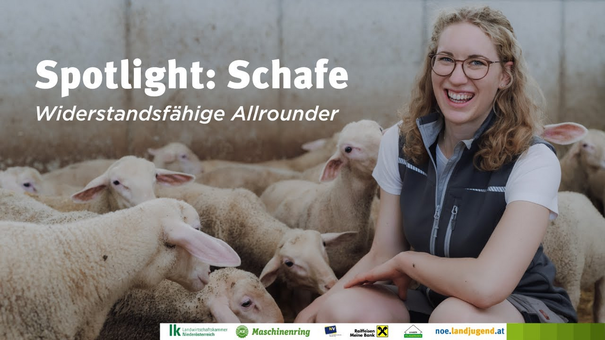 Spotlight Schafe - widerstandsfähige Allrounder