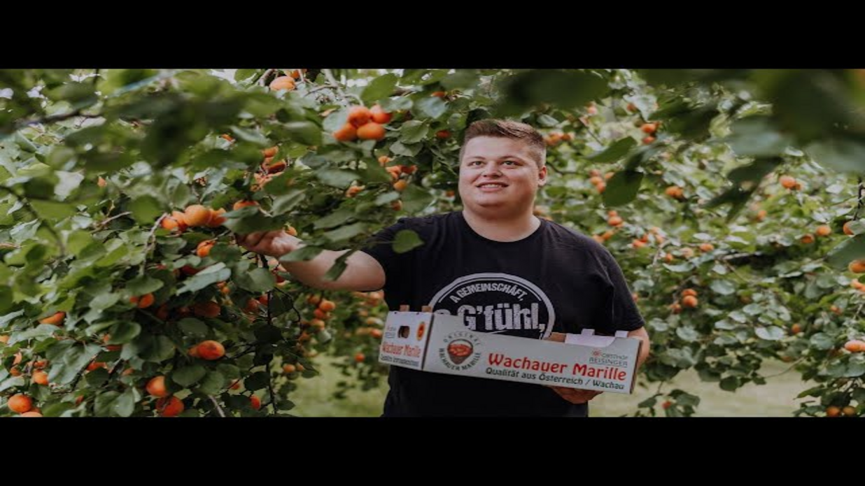 Spotlight Marille - eine sensible Vitaminbombe