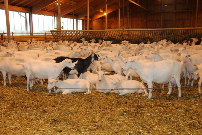 BOP Milch Tour-Betrieb Ritt