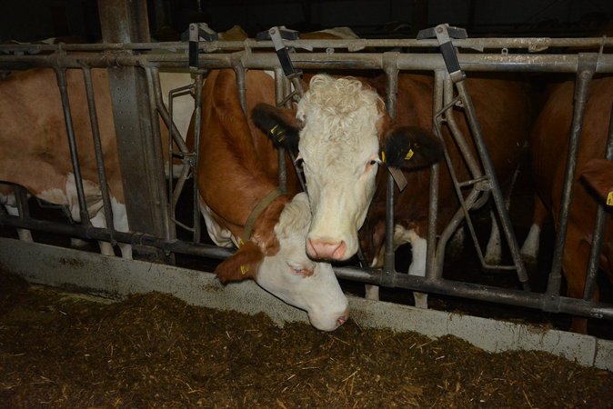 Viertelsagrarkreis im Waldviertel