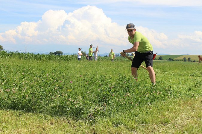 Bezirksentscheid Sensenmähen im Landjugend Bezirk Ybbs
