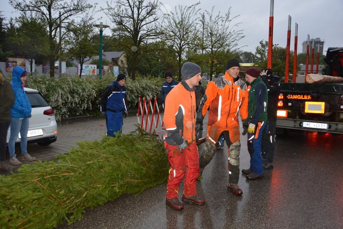 Maibaum aufstellen der Landjugend Waldviertel